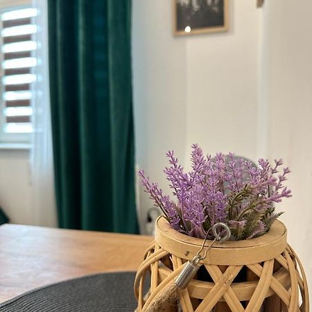 Apartament Zielony Kollataja Томашув-Мазовєцкі Екстер'єр фото